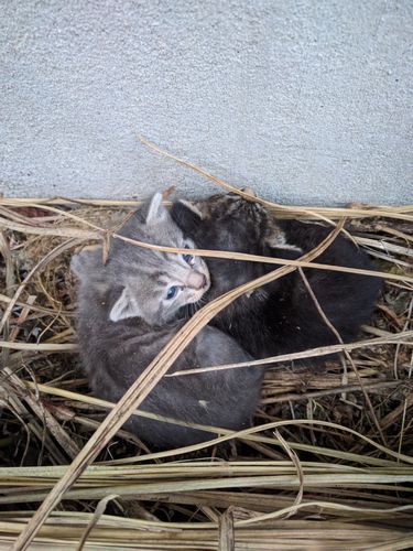 3匹の猫神さまと3匹の子猫のはなし