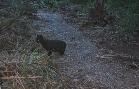 3匹の猫神さまと3匹の子猫のはなし